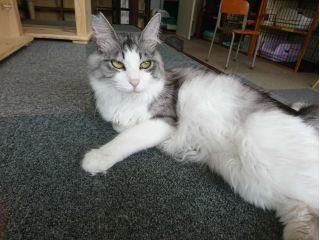 16時までのご来店はコチラ 和歌山市の猫カフェ 心ゆくまで癒される幸せなフリータイムプラン 再入場も可能 猫カフェ キャッチー じゃらん遊び体験 16時までのご来店はコチラ 和歌山市の猫カフェ 心ゆくまで癒される幸せなフリータイムプラン 再入場も可能 猫カフェ キャッチー じゃらん遊び体験