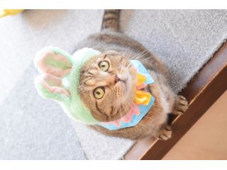 16時までのご来店はコチラ 和歌山市の猫カフェ 心ゆくまで癒される幸せなフリータイムプラン 再入場も可能 猫カフェ キャッチー じゃらん遊び体験 16時までのご来店はコチラ 和歌山市の猫カフェ 心ゆくまで癒される幸せなフリータイムプラン 再入場も可能 猫カフェ キャッチー じゃらん遊び体験