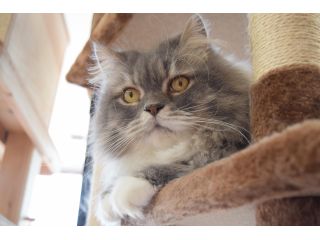 16時までのご来店はコチラ 和歌山市の猫カフェ 心ゆくまで癒される幸せなフリータイムプラン 再入場も可能 猫カフェ キャッチー じゃらん遊び体験 16時までのご来店はコチラ 和歌山市の猫カフェ 心ゆくまで癒される幸せなフリータイムプラン 再入場も可能 猫カフェ キャッチー じゃらん遊び体験