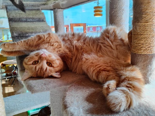 16時までのご来店はコチラ 和歌山市の猫カフェ 心ゆくまで癒される幸せなフリータイムプラン 猫カフェ キャッチー じゃらん遊び体験 16時までのご来店はコチラ 和歌山市の猫カフェ 心ゆくまで癒される幸せなフリータイムプラン 猫カフェ キャッチー じゃらん遊び体験