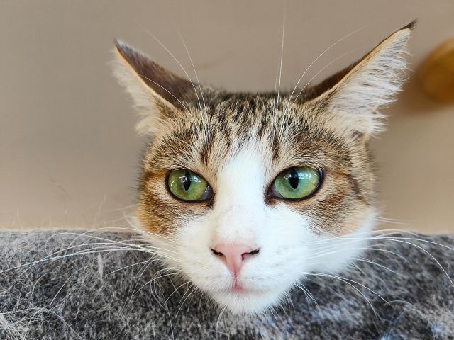 16時までのご来店はコチラ 和歌山市の猫カフェ 心ゆくまで癒される幸せなフリータイムプラン 猫カフェ キャッチー じゃらん遊び体験 16時までのご来店はコチラ 和歌山市の猫カフェ 心ゆくまで癒される幸せなフリータイムプラン 猫カフェ キャッチー じゃらん遊び体験