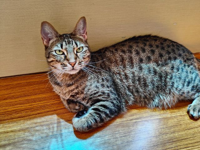 16時までのご来店はコチラ 和歌山市の猫カフェ 心ゆくまで癒される幸せなフリータイムプラン 猫カフェ キャッチー じゃらん遊び体験 16時までのご来店はコチラ 和歌山市の猫カフェ 心ゆくまで癒される幸せなフリータイムプラン 猫カフェ キャッチー じゃらん遊び体験