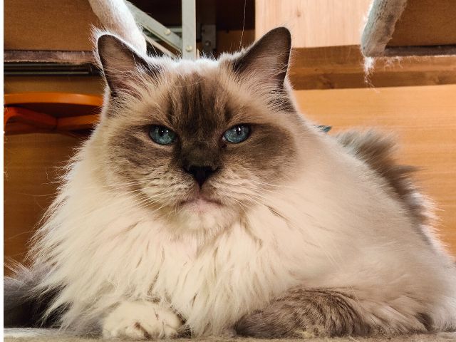 16時までのご来店はコチラ 和歌山市の猫カフェ 心ゆくまで癒される幸せなフリータイムプラン 猫カフェ キャッチー じゃらん遊び体験 16時までのご来店はコチラ 和歌山市の猫カフェ 心ゆくまで癒される幸せなフリータイムプラン 猫カフェ キャッチー じゃらん遊び体験