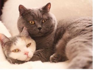 左下:カノンちゃん(ブリティッシュショートヘア) 右上:エランちゃん(ブリティッシュショートヘア)