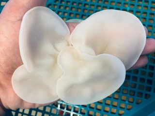 生の白いおひさまキクラゲです! (詰め放題は乾燥したものになります)