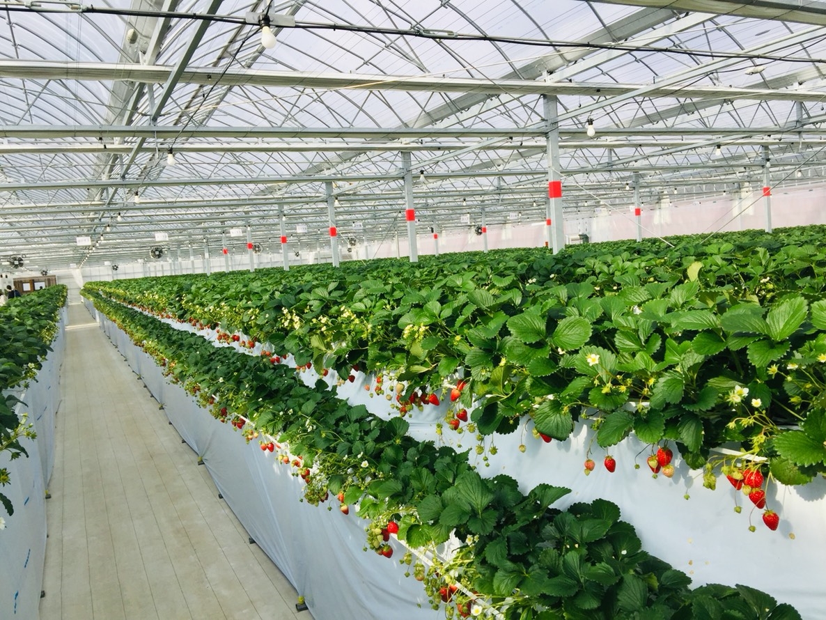 段ごとに品種が違うので、品種プレートを確認しながらお召し上がりください♪広ーい通路なのでベビーカー・車いすもゆったり通れます。