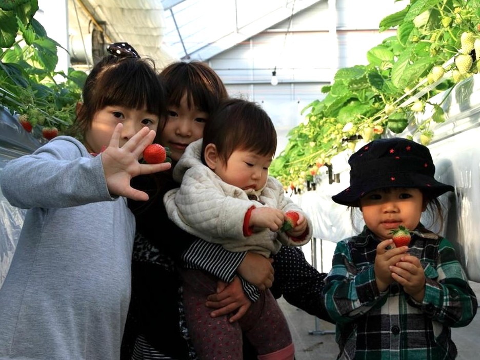 小さなお子様もご自分でいちごを摘み取れる♪
