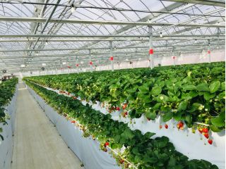 段ごとに品種が違うので、品種プレートを確認しながらお召し上がりください♪広ーい通路なのでベビーカー・車いすもゆったり通れます。