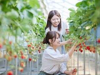 摘みたてのおいしさは格別!家族や友人と、甘い香りに包まれる収穫体験を楽しみませんか?