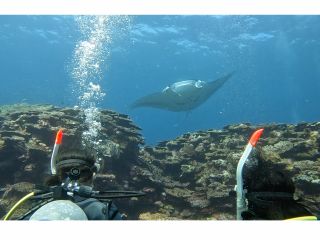 マンタの来る根にてマンタウォッチング!(マンタの来る根は決まってます、止まって待つのが川平石崎マンタポイントのマンタの見方です。)