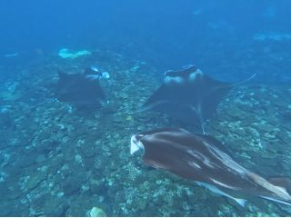 マンタウォッチ !