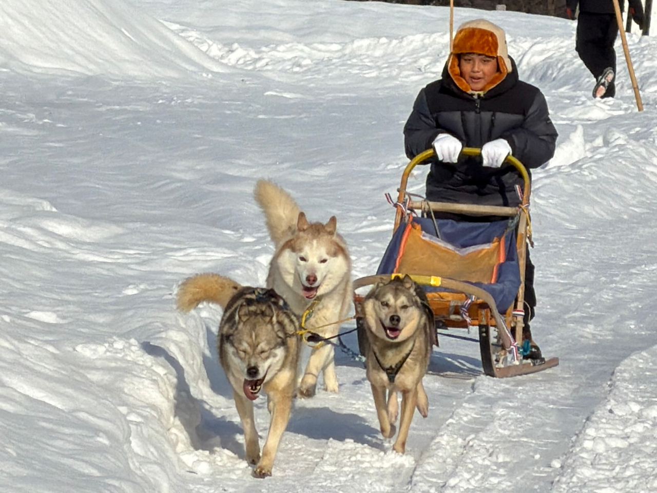 【札幌出発、 富良野・美瑛で犬ぞり・スノーシュー・温泉付き、ランチ、ディナー付き...