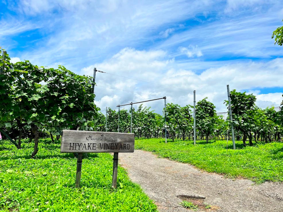 Z[Oɂ鎩Д_HIYAKE VINEYARD