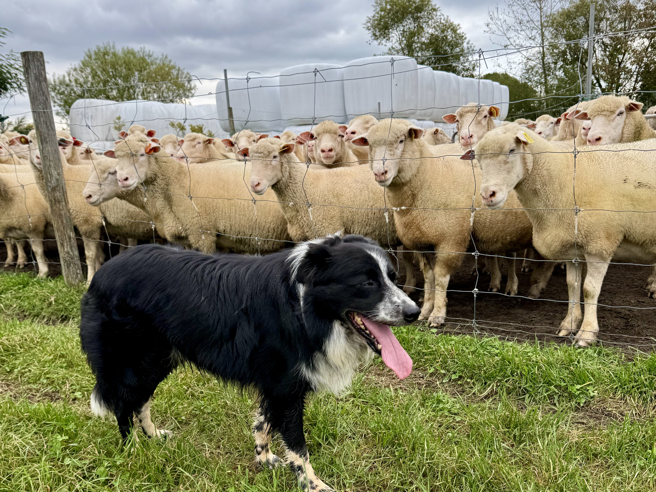 �_�Ђ������Ɍ��߂���A���r��^