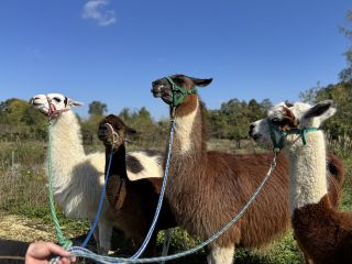 えこりん村のアルパカ&ラマと一緒に歩こう!