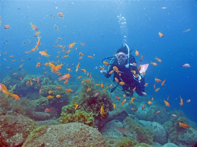 潜ってすぐにカラフルの魚達に囲まれます