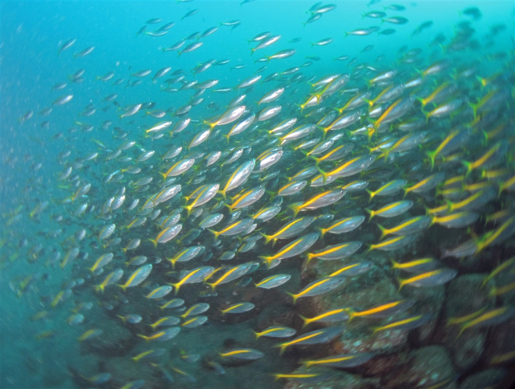 初夏から冬にかけてタカベの大回遊が見れます