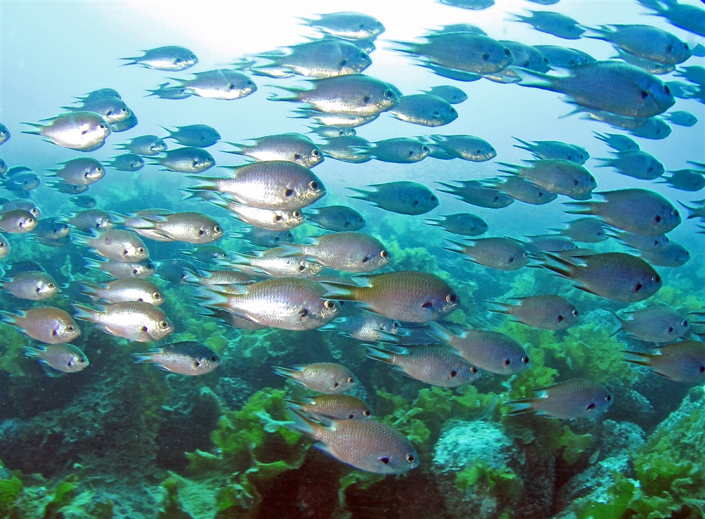 井田の海、それは青く透明度の良い海、そして群れ
