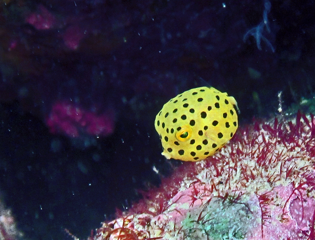 カラフルな魚たちも豊富