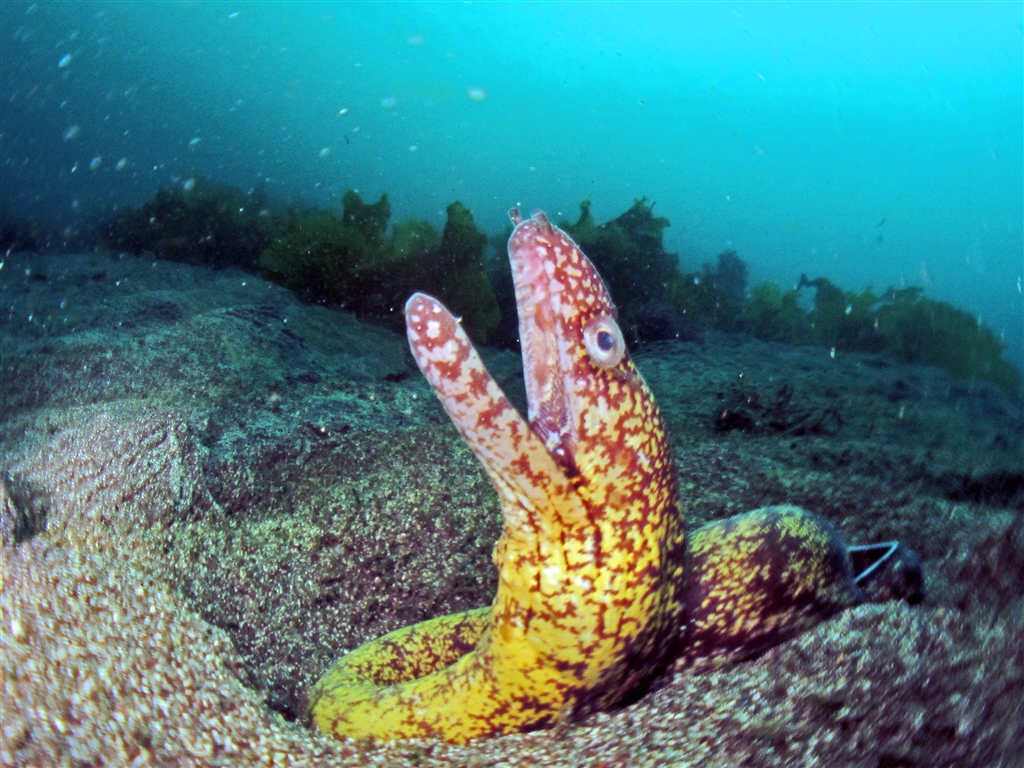 見た目が怖いウツボも愛嬌いっぱい