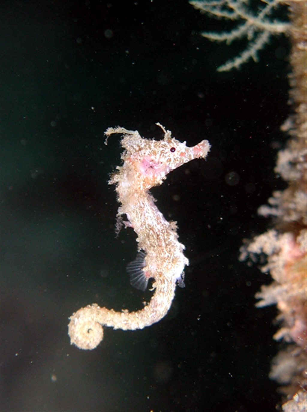 タツノオトシゴにも出会えます