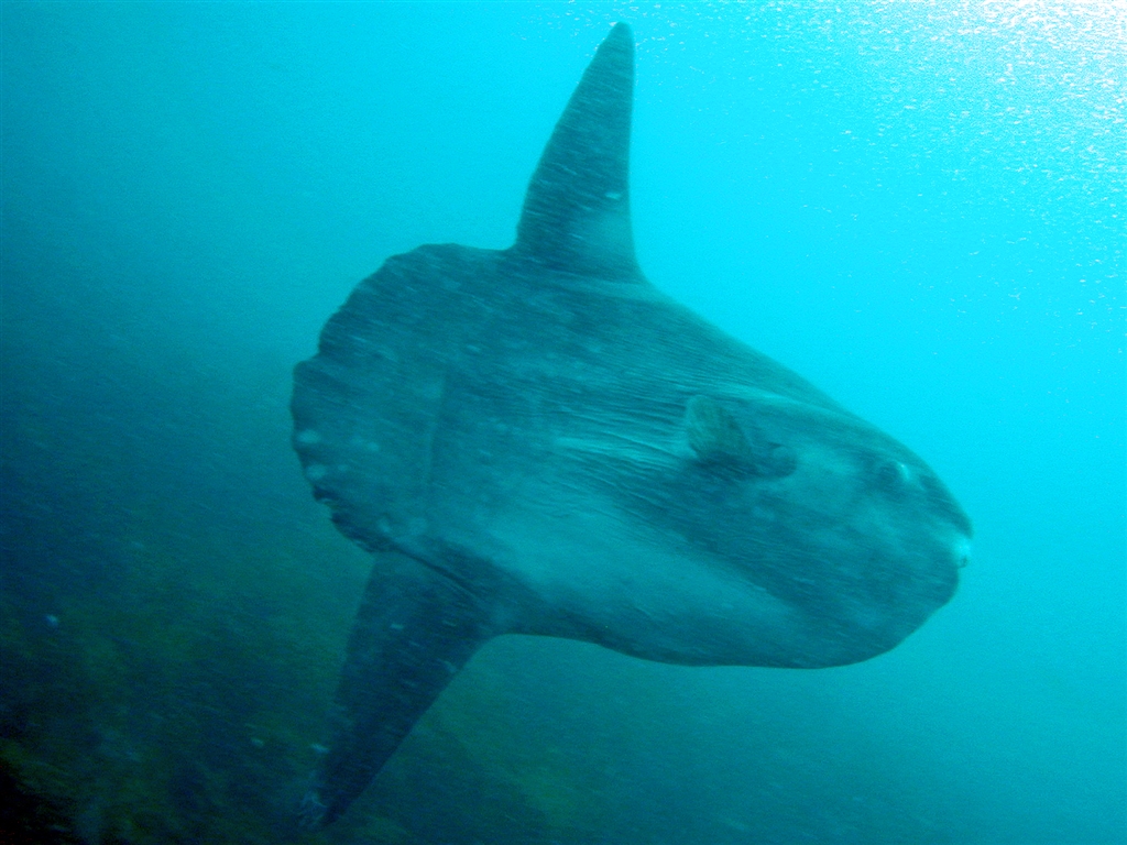 時には珍客として、マンボウ、マンタ、カメも出現します