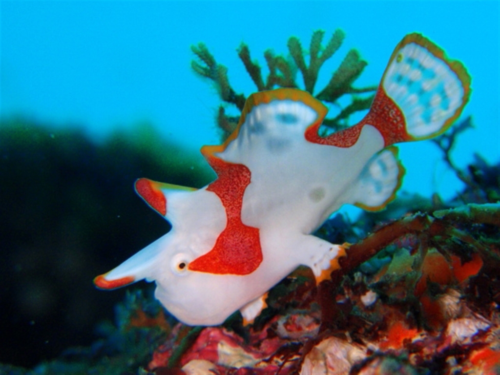 大人気なカエルウオも多種多く見られます