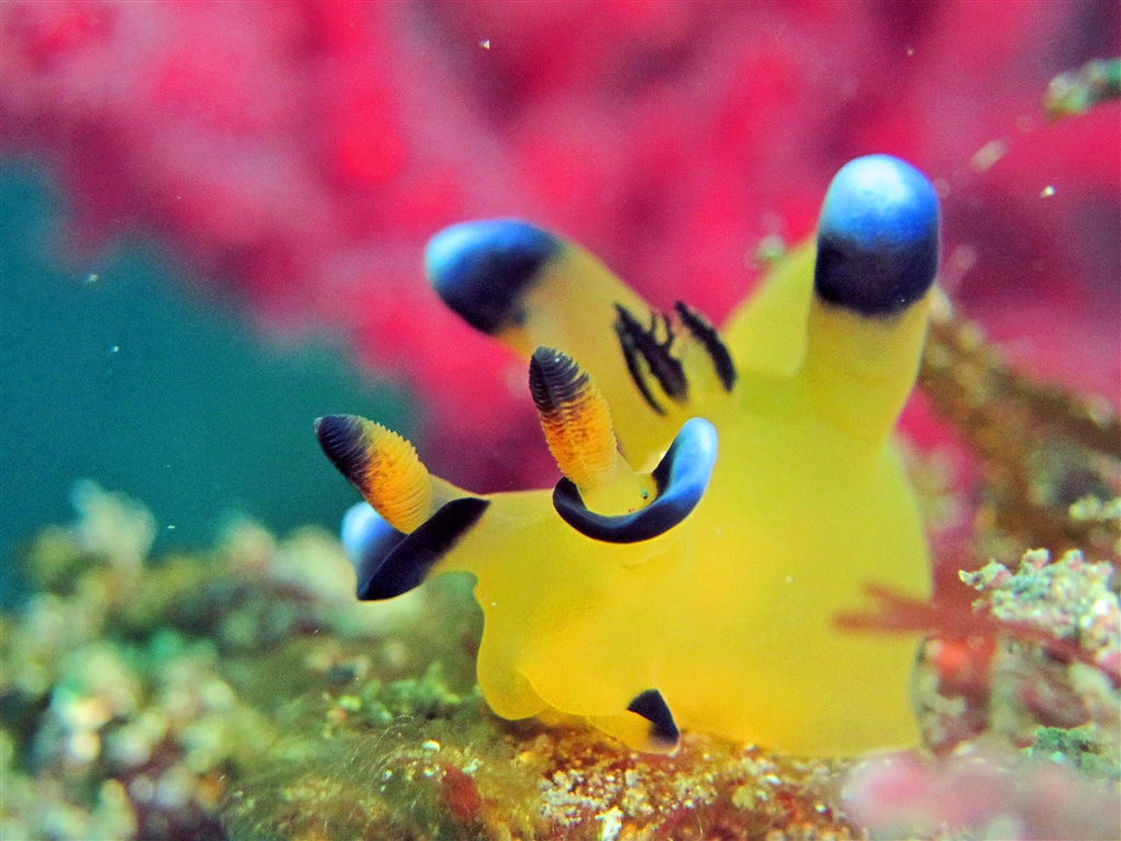 かわいいウミウシにも出会えます(通称:ピカチュー ♪)