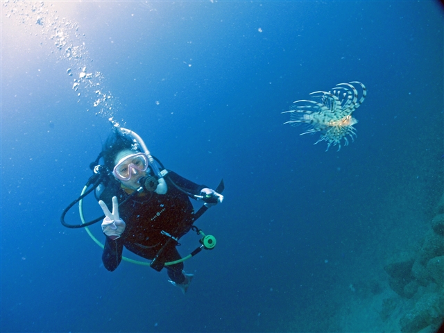 フレンドリーな魚達がいっぱいの海