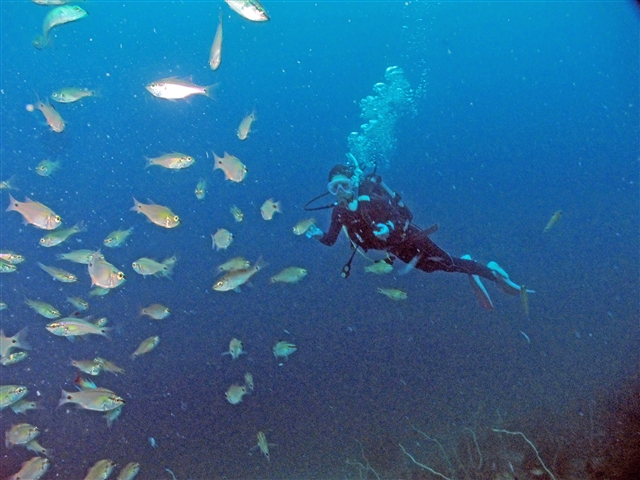体験でもすぐに魚の群れの中に入れるのは、井田の海ならではです