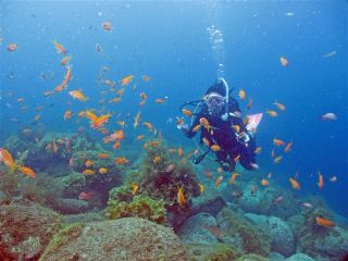 潜ってすぐにカラフルな群れに遭遇できます。
いろいろな魚達に出会えます