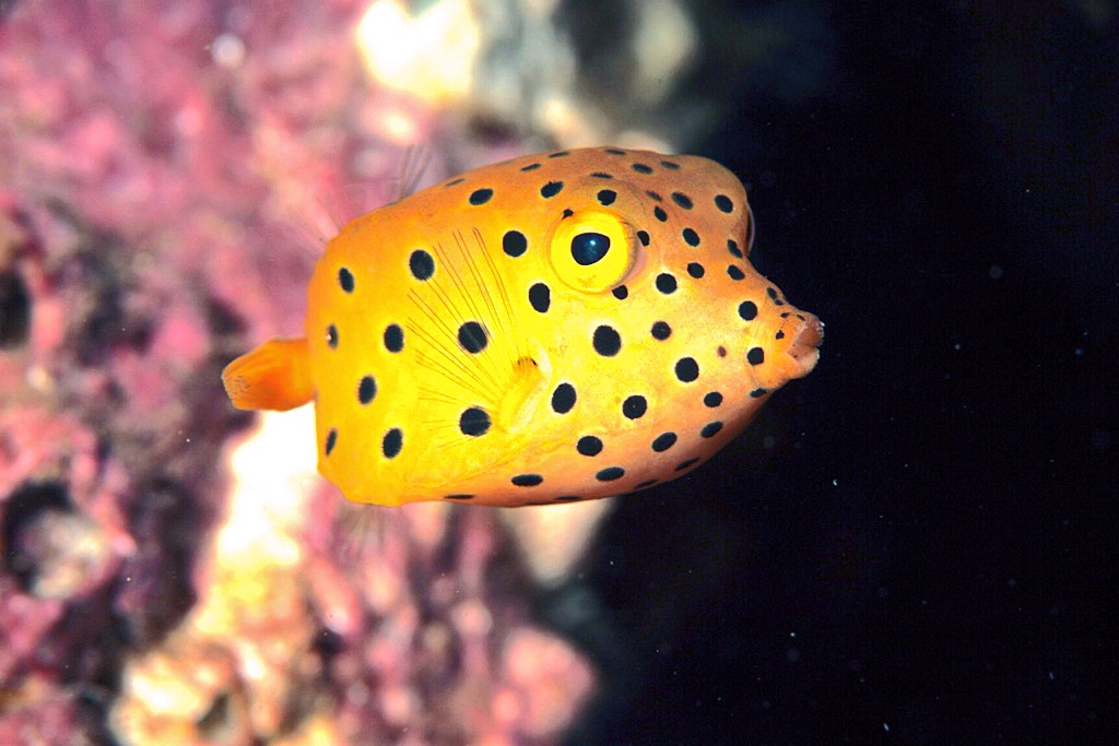 カラフルな南国魚達も多く現れます