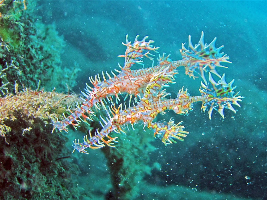 きれいなニシキフウライウオも毎年数個体出現します