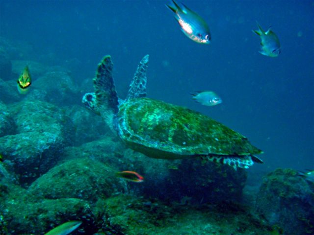 運が良ければ、カメやマンタ、マンボウ、ハンマーヘッドにも出会えます