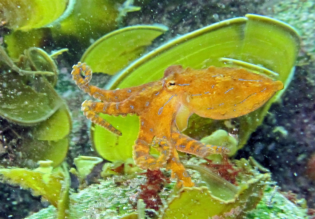 かわいい綺麗な個体が豊富