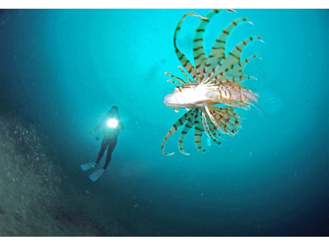 青い海とフレンドリーな魚たち