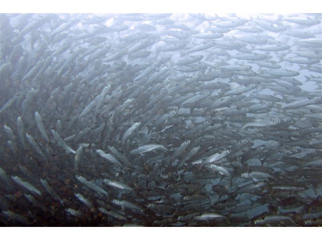 圧倒的な数のボラの大回遊に囲まれると、大きな渦の中に入れます