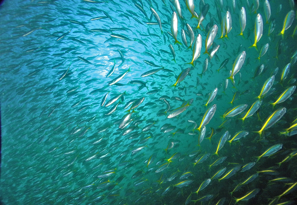 夏から冬にかけてはタカベの大回遊が見られます。