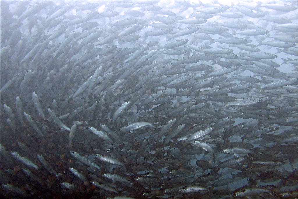 数百匹のボラの大群に囲まれます
