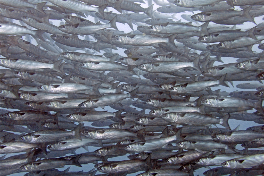 80cm級ボラが数百匹、一気に駆け抜けていきます