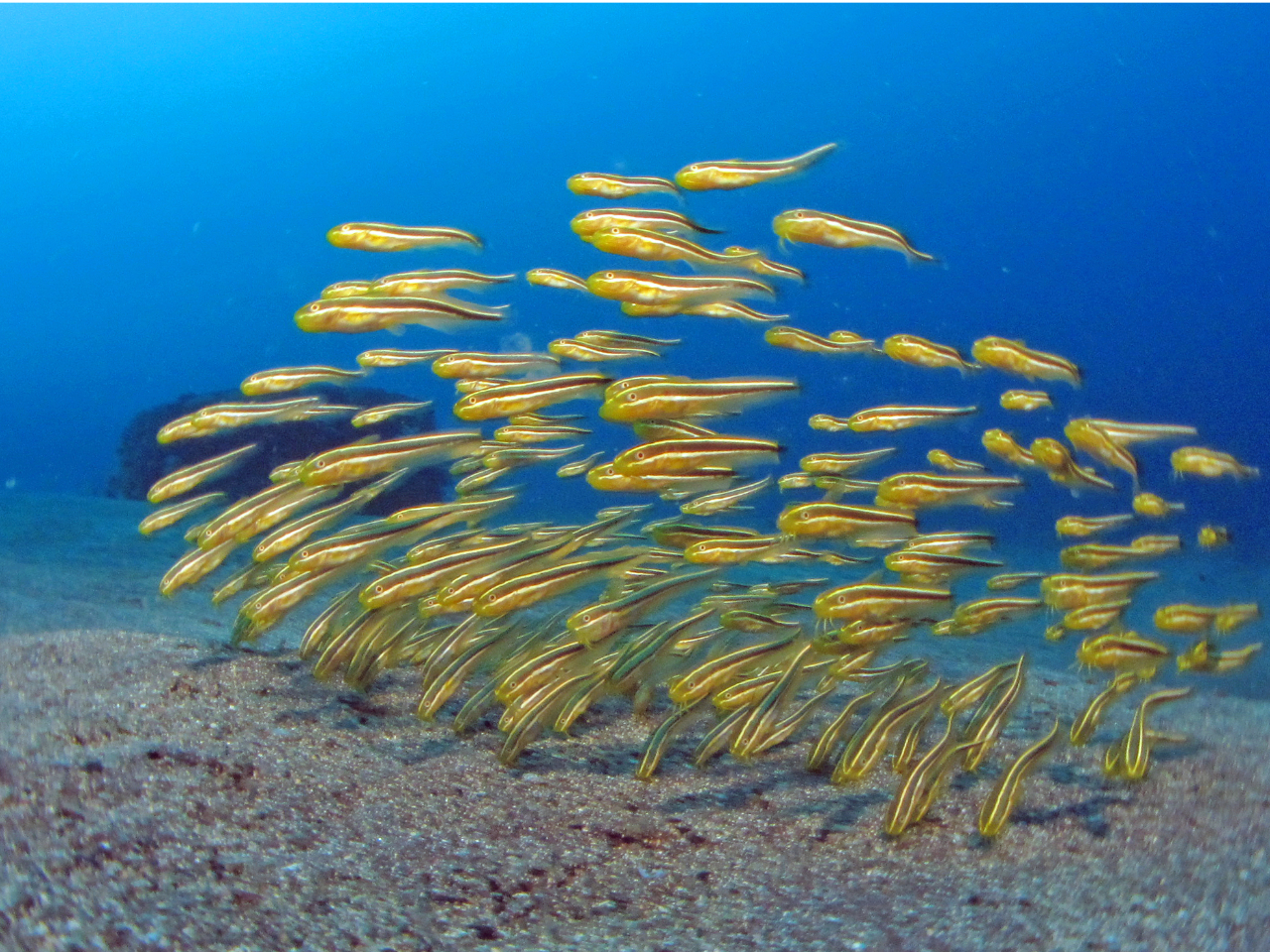 ̌QɈ͂܂Ẵ_CrOuK͖O܂