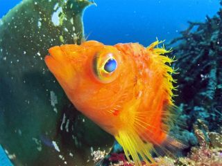 キュートでかわいい魚達に出会えます