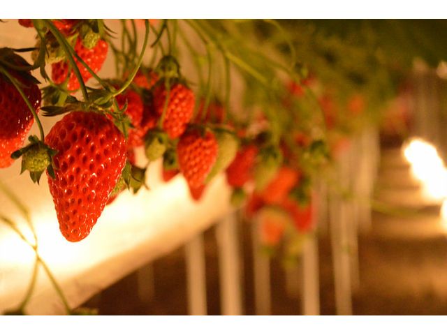 幻想的で少し大人な雰囲気で 夜のイチゴ狩り 45分間食べ放題 幻想的で少し大人な雰囲気で 夜のイチゴ狩り 45分間食べ放題