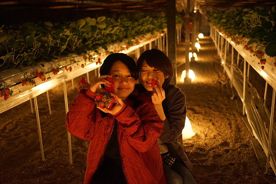 幻想的で少し大人な雰囲気で 夜のイチゴ狩り 45分間食べ放題