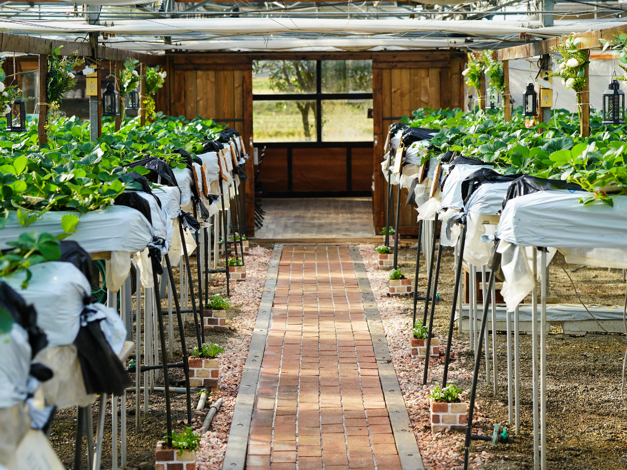 オシャレな園内でゆっくりといちごを満喫してください