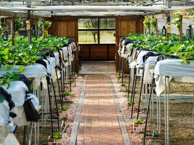 オシャレな園内でゆっくりといちごを満喫してください