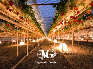 関西・滋賀県でも数少ない「夜のいちご狩り」も体験いただける観光農園。プライベート感を大切に、ゆったりと静かにいちご狩りを楽しみたい方にお薦めです♪