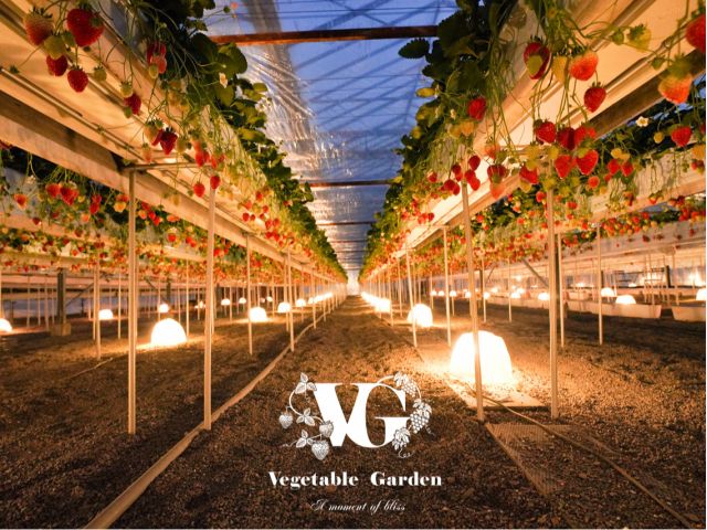 関西・滋賀県でも数少ない「夜のいちご狩り」も体験いただける観光農園。プライベート感を大切に、ゆったりと静かにいちご狩りを楽しみたい方にお薦めです♪