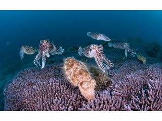 屋久島はコブシメの国内有数の大産卵地。毎年4-6月の産卵期には多くのコブシメたちがサンゴの上に集まり産卵を行います。