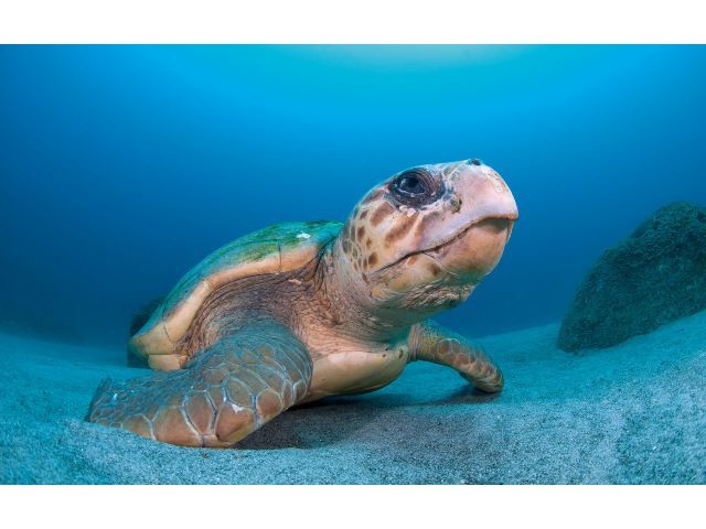 屋久島は北半球一のアカウミガメの産卵地です。毎年5-7月になると屋久島近海の海に現れ、産卵を行います。この時期は水中でアカウミガメも見られます。